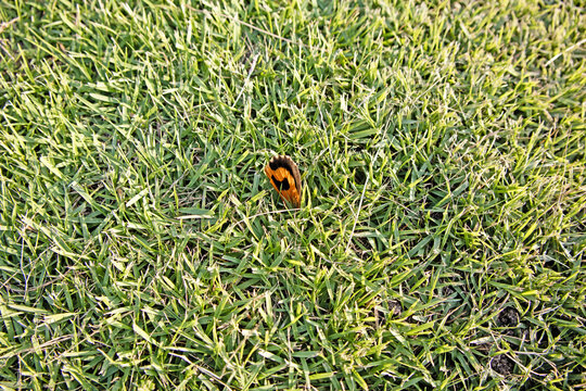 grass, butterfly wing, Butterfly on green grass - Large Copper Butterfly
