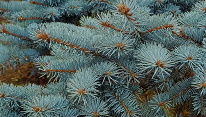 Naklejka na ściany i meble Branches of Blue Spruce. Background of Coniferous Plant