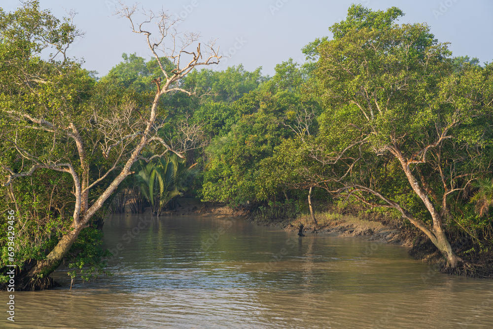 Wall mural morning landscape view of mangrove forest in the sundarbans national park, a unesco world heritage s