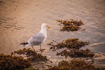 seagull on the beach