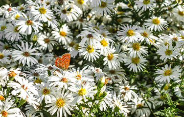 Butterfly on white flowers