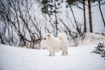 Naklejka premium Samoyed white dog is sitting in the winter forest near Baltic Sea