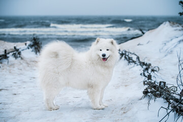 Samoyed white dog is sitting in the winter forest near Baltic Sea