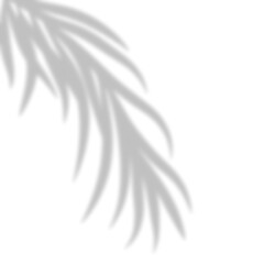Palm Leaves Shadow Overlay