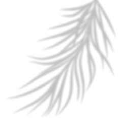 Palm Leaves Shadow Overlay