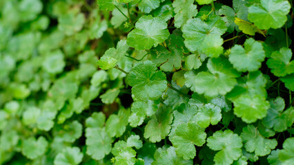 green leaves background