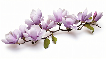 A lavender Magnolia felix isolated on a white backdrop