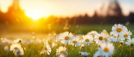 Poster Im Rahmen glowing sunset over blooming white daisies in meadow - nature's golden hour landscape © Ashi