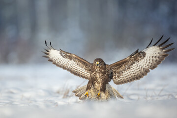 landing Common buzzard Buteo buteo in the fields in winter snow, buzzards in natural habitat, hawk bird on the ground, predatory bird close up winter bird