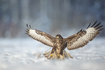 landing Common buzzard Buteo buteo in the fields in winter snow, buzzards in natural habitat, hawk...