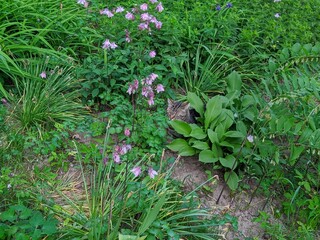yard cat hid in the bushes in the summer during the day