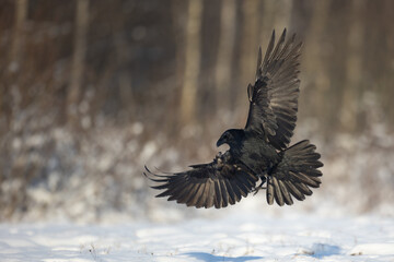 Bird beautiful raven Corvus corax North Poland Europe winter time