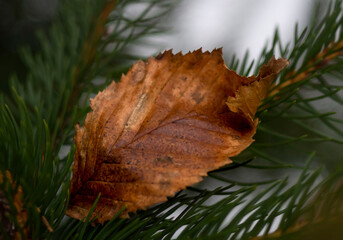 Christmas tree with leaf winter time