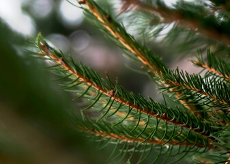 Christmas tree with leaf winter time