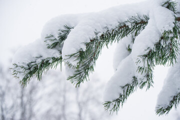 Fir Christmas tree branch in the snow in the winter forest