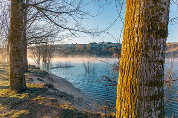Poplars and fog at Linares del Arroyo reservoir in Maderuelo. Segovia. Spain. Europe.