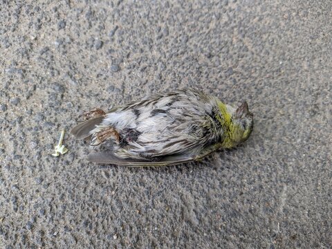 one dead sparrow on the asphalt