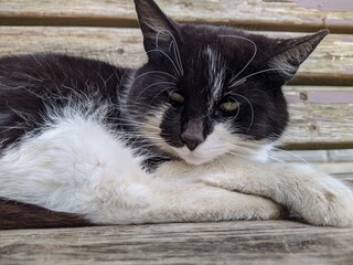 black and white cat lies on a bench and falls asleep during the day in the summer.