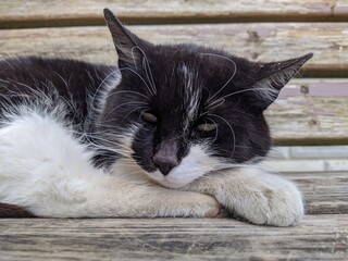 black and white cat lies on a bench and falls asleep during the day in the summer.