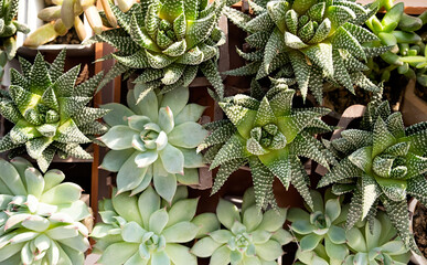 Fototapeta premium many beautiful Succulent plants top view