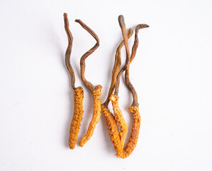 Cordyceps or Ophiocordyceps sinensis mushroom herb is fungus for used as medicine on white...