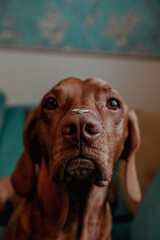 Gold ring with a diamond on the nose of a red dog