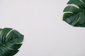 Green leaves of monsterra on the side isolate on white background