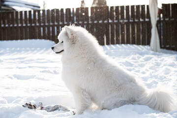 Samoyed white dog is playing on snow outside