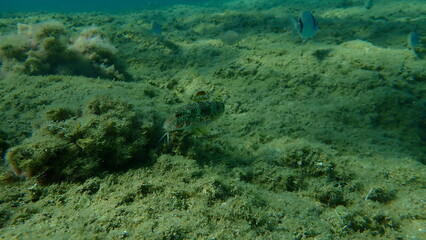 Striped red mullet or surmullet (Mullus surmuletus) undersea, Aegean Sea, Greece, Halkidiki