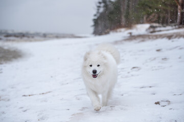 Samoyed white dog is running on snow beach in Latvia