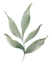 Watercolor green leaves © yuliia lashevska