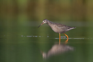 Shorebird - Spotted Redshank Tringa erythropus on spring time, migratory bird Poland Europe	
