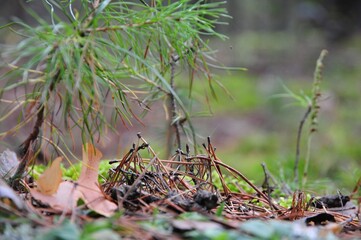 горный Алтай, природа, горы, реки, водопады, лес, грибы