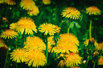 spring meadow - dandelion spring time wallpaper or background, amazing yellow flowers on green meadow