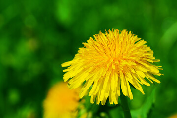 spring meadow - dandelion spring time wallpaper or background, amazing yellow flowers on green meadow