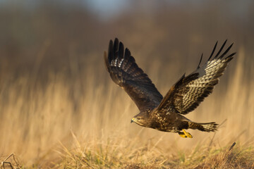 landing Common buzzard Buteo buteo in the fields in winter snow, buzzards in natural habitat, hawk bird on the ground, predatory bird close up winter bird