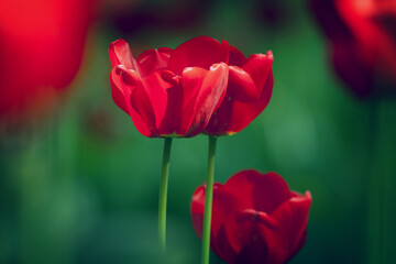 spring garden - red tulip summer time wallpaper or background, amazing red flower	

