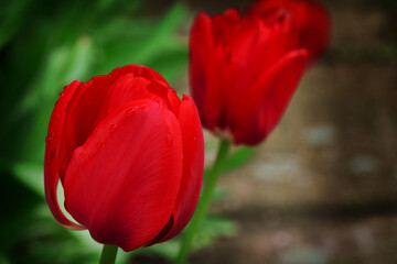 spring garden - red tulip summer time wallpaper or background, amazing red flower	
