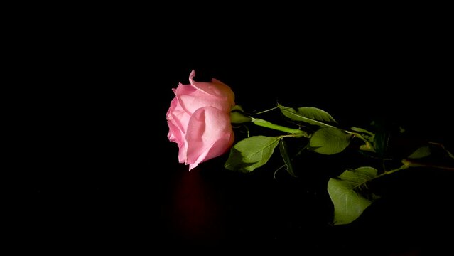 A hand slowly puts a rose flower on the table - black background, slow motion video 4k