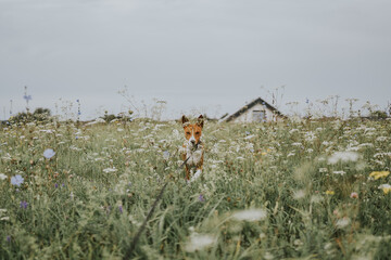 Basenji dogs in their natural environment.