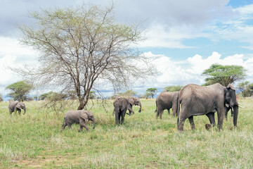 Fototapeta premium A family of elephants in a Tanzanian national park 