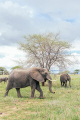 Fototapeta premium A family of elephants in a Tanzanian national park 