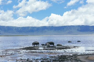 Fototapeta premium A family of hippopotamus, flamingos in the Ngorongoro crater, Tanzania 
