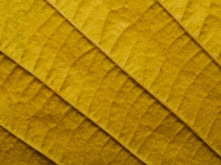 Texture of yellow leaf with veins in detail and autumn colours - background and pattern