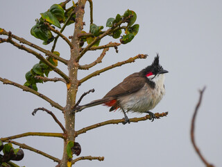 Red Whiskered Bulbul bird perching on tree in overcast weather 