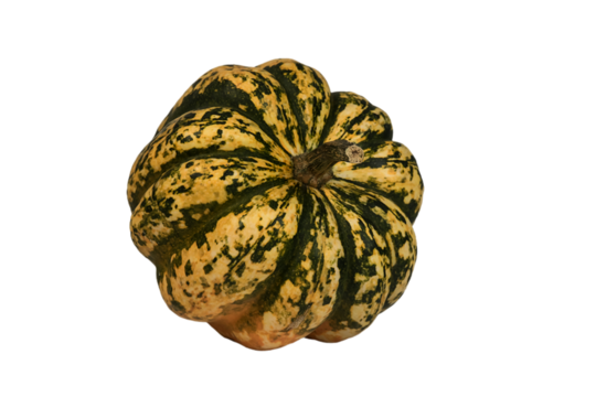dojrzała różnokolorowa dynia bez tła.