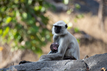 Portrait grey langur and baby kanya national park madhya pradesh central india