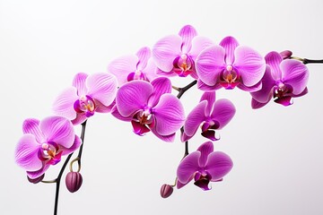 Naklejka na ściany i meble Beautiful purple orchid flower on white background