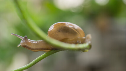 snail on a leaf close up