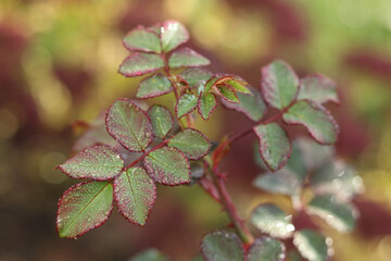 Morning dew on a green rose leaf.  Dew drops on a delicate leaf with natural background. Macro dew drops on a leaf after rain. Macro natural background. Beautiful texture of leaves. Spring backgrop 